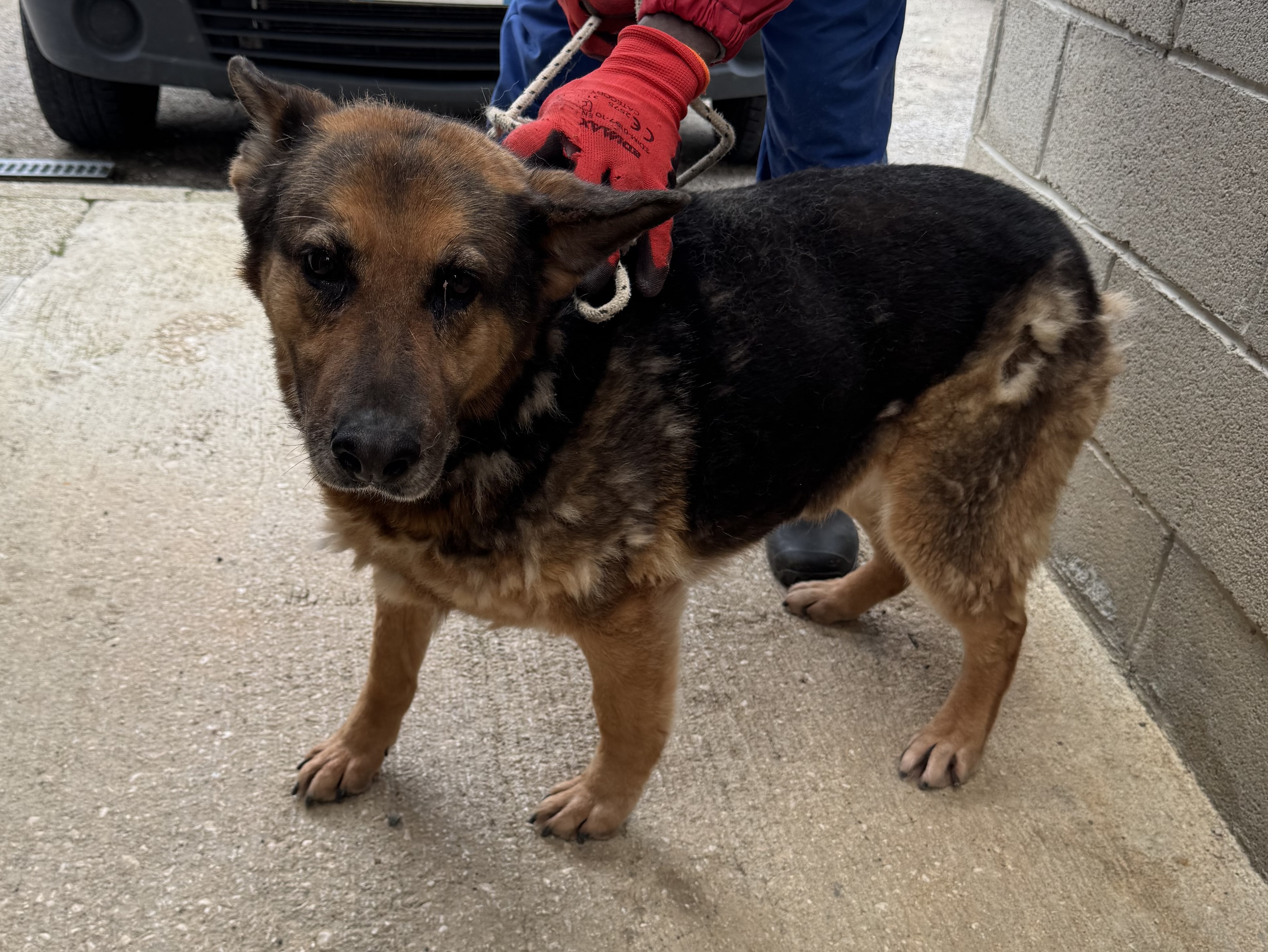 Princesse (Vacc. 12/25)